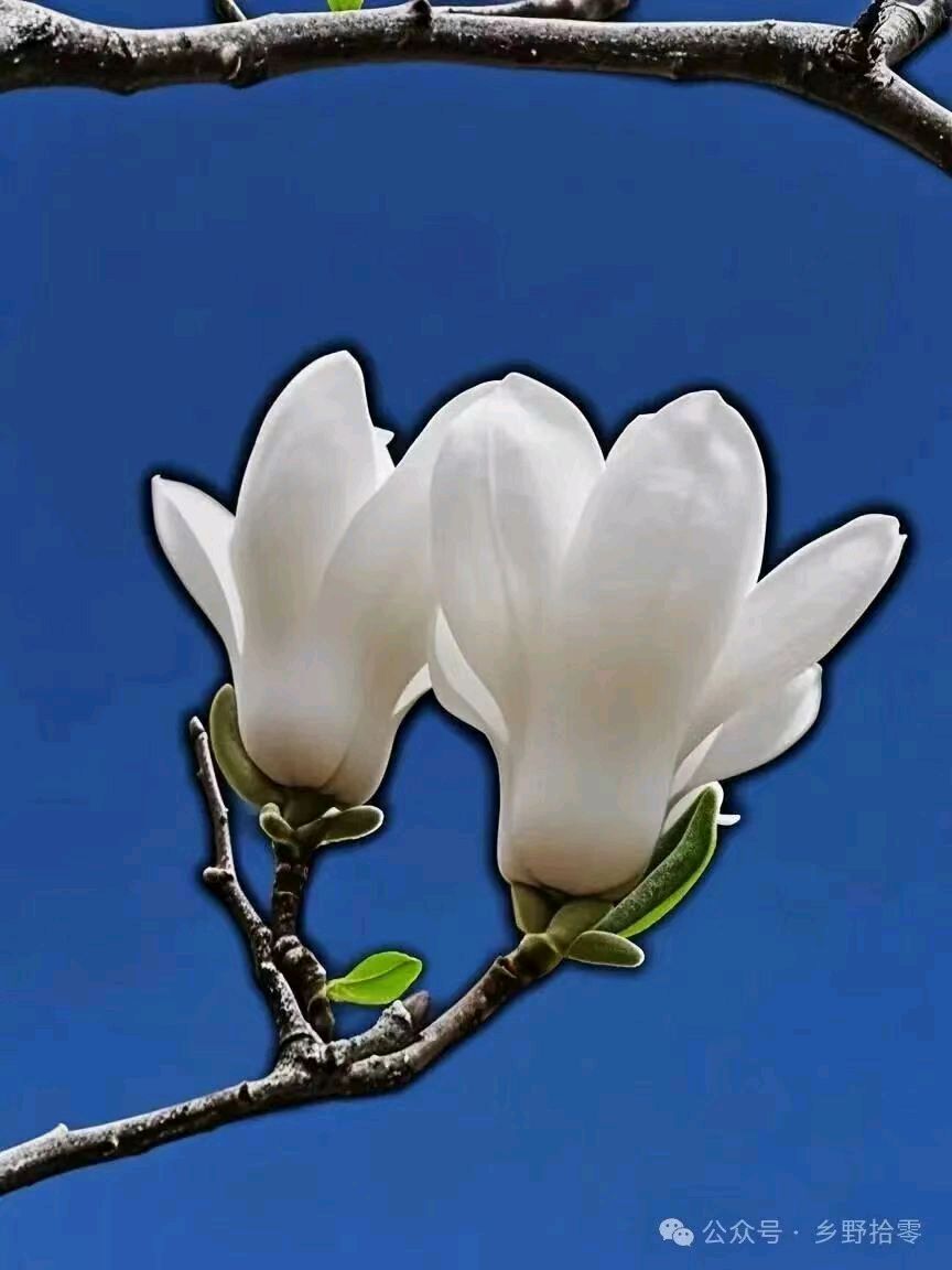花草集(一)，白玉兰圣洁如玉（图4）
