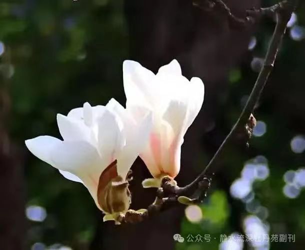 花草集(一)，白玉兰圣洁如玉（图6）