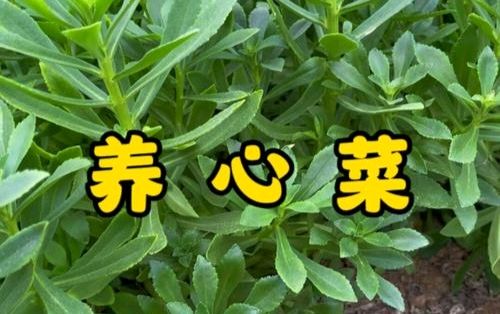 《中华好诗词》分享（四川）优秀诗人周成才先生诗三首请欣赏（图6）