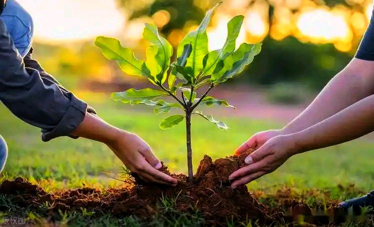 国风总社-235‖同题2026植树节-北京头条(图10)