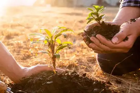 国风总社-235‖同题2026植树节-北京头条(图12)