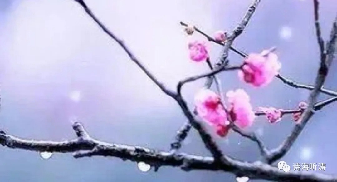 【卓然艺术联盟】花语寄心｜作者: 时光若蘭 朗诵: 紫菱菱（总3165期）（图10）