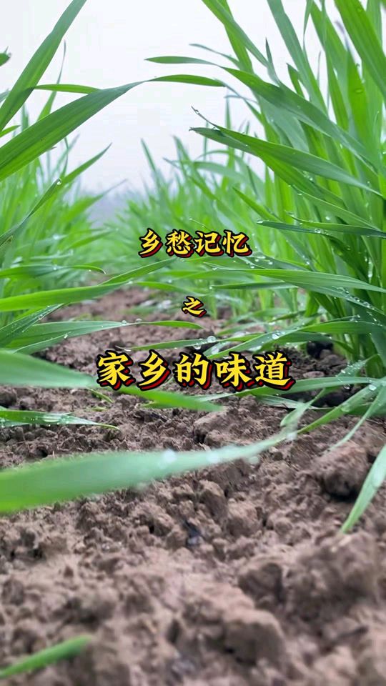 【新山东文学社】《我热恋故乡的泥土》作者/张秀祥 主播/红叶（图6）