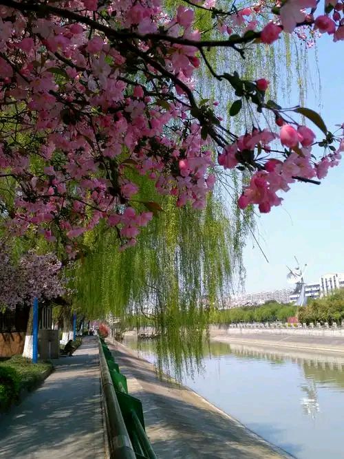 【新山东文学社】《蝶恋花.华夏春光无比美丽》作者/廖尚光 主播/天空(图5)
