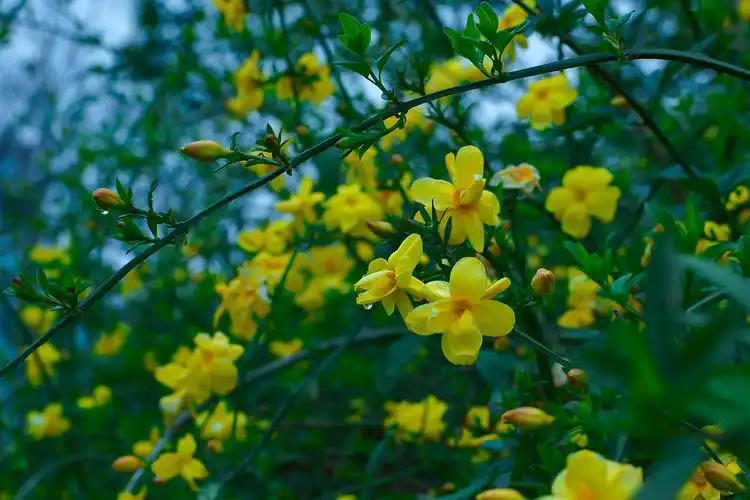 仲春欣赏迎春咏（通韵） 作者:孙 向 祝（图2）