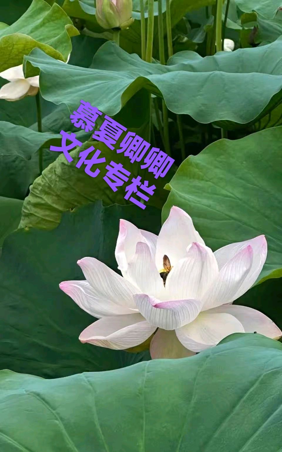 小诗文《何知为谁做嫁衣》作者：慕夏卿卿/编辑制作：烟雨蒙蒙（牡丹江都市头条主编）（图4）