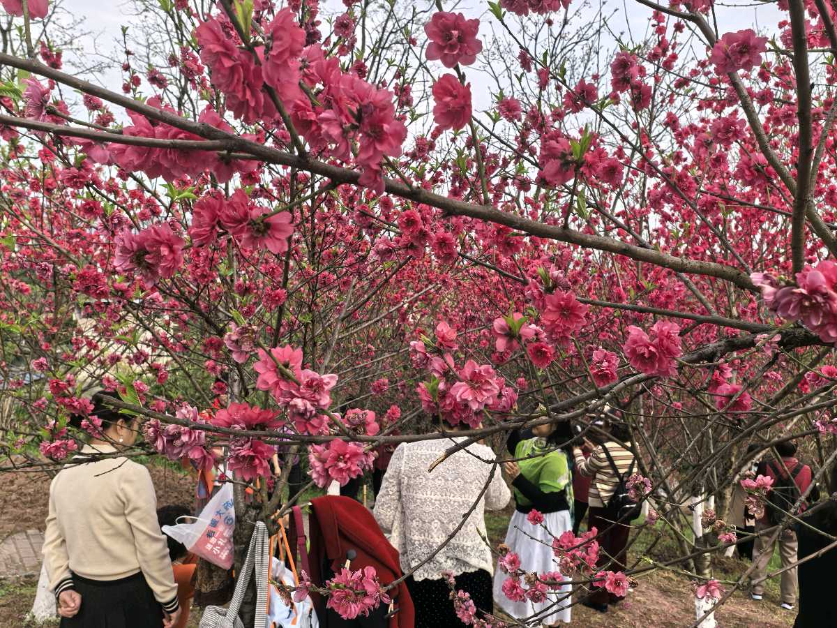 「散文」彭家堡，桃花盛开满山坳