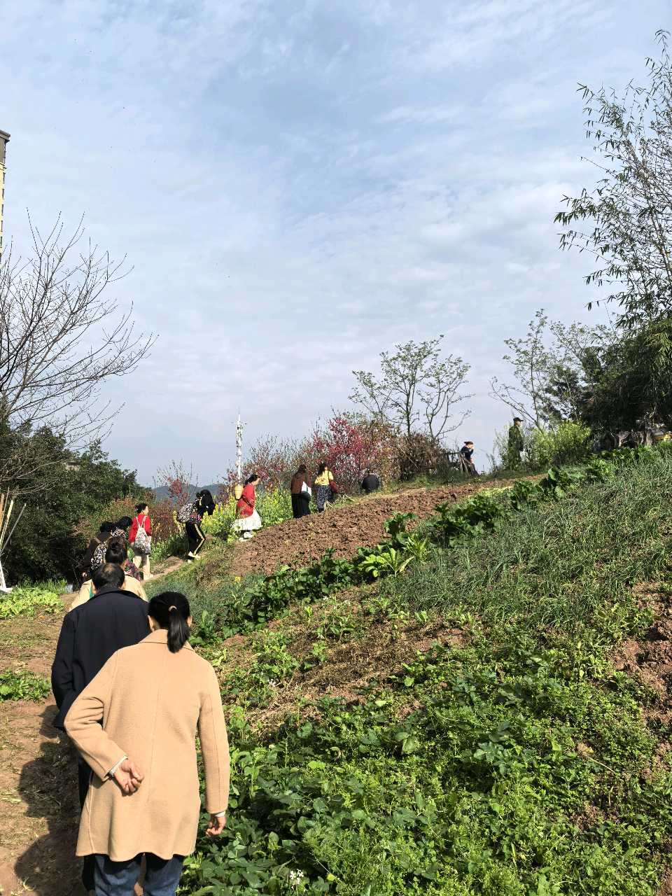 「散文」彭家堡，桃花盛开满山坳（图4）