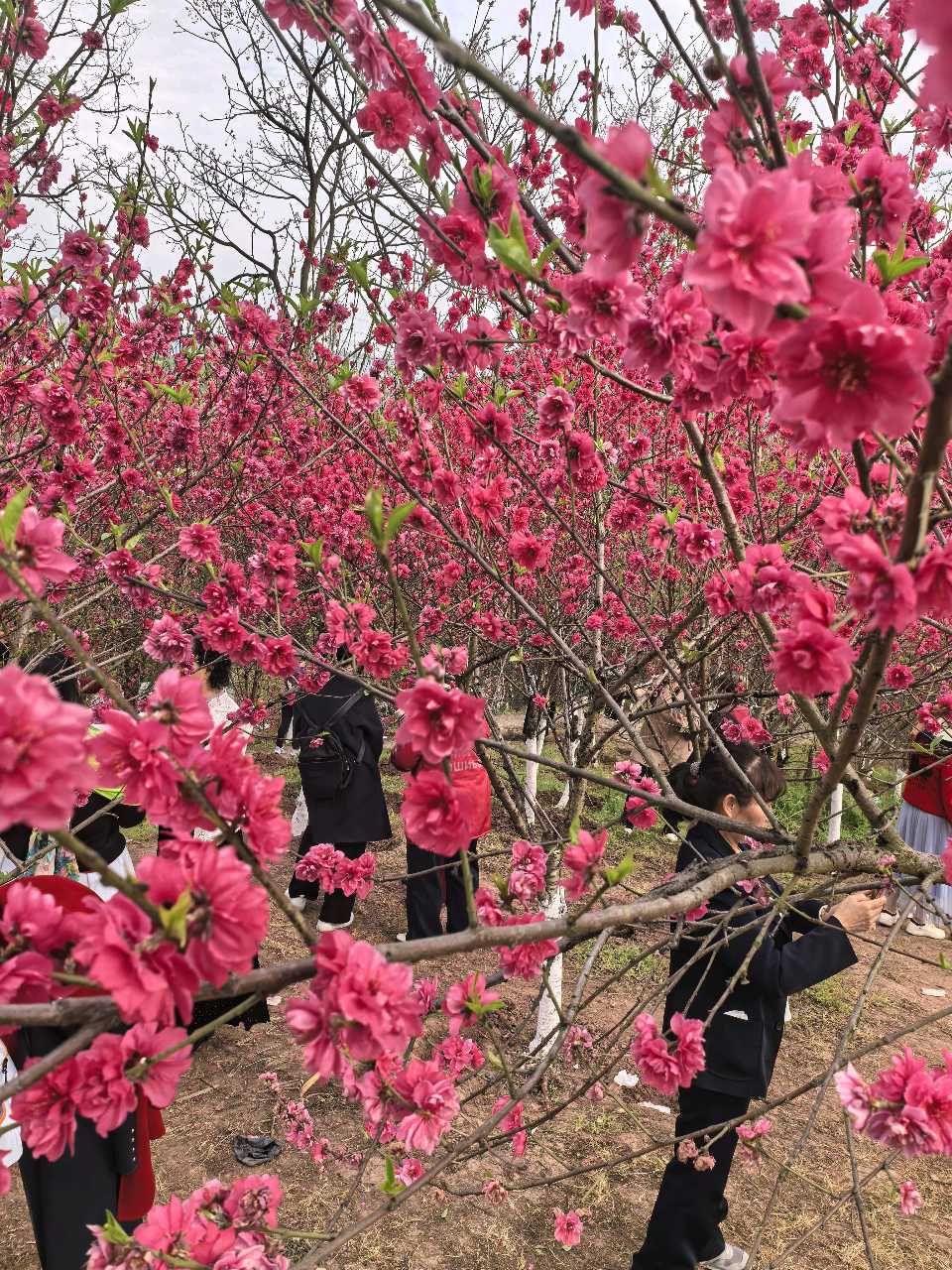 「散文」彭家堡，桃花盛开满山坳（图5）