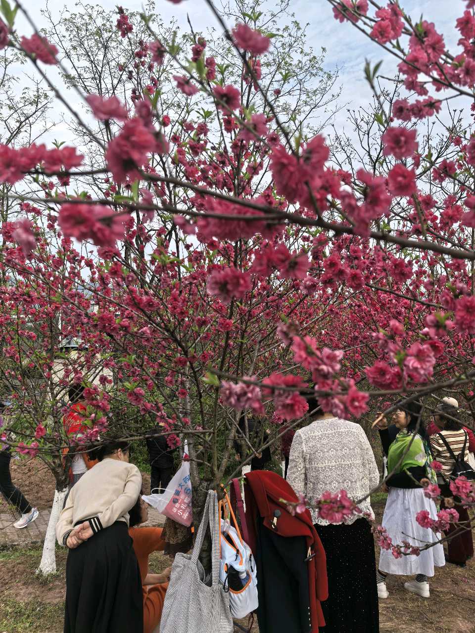 「散文」彭家堡，桃花盛开满山坳（图6）