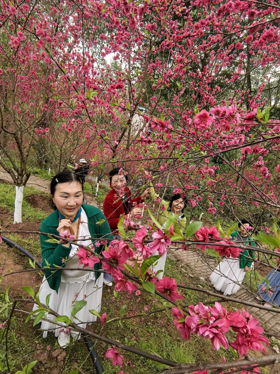 「散文」彭家堡，桃花盛开满山坳（图9）