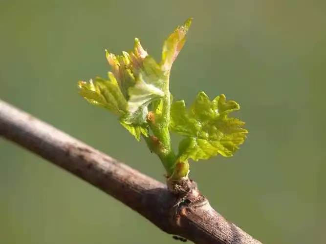 【荣耀中国】文学社*七律·丙午植树节李德政（安康）（图5）