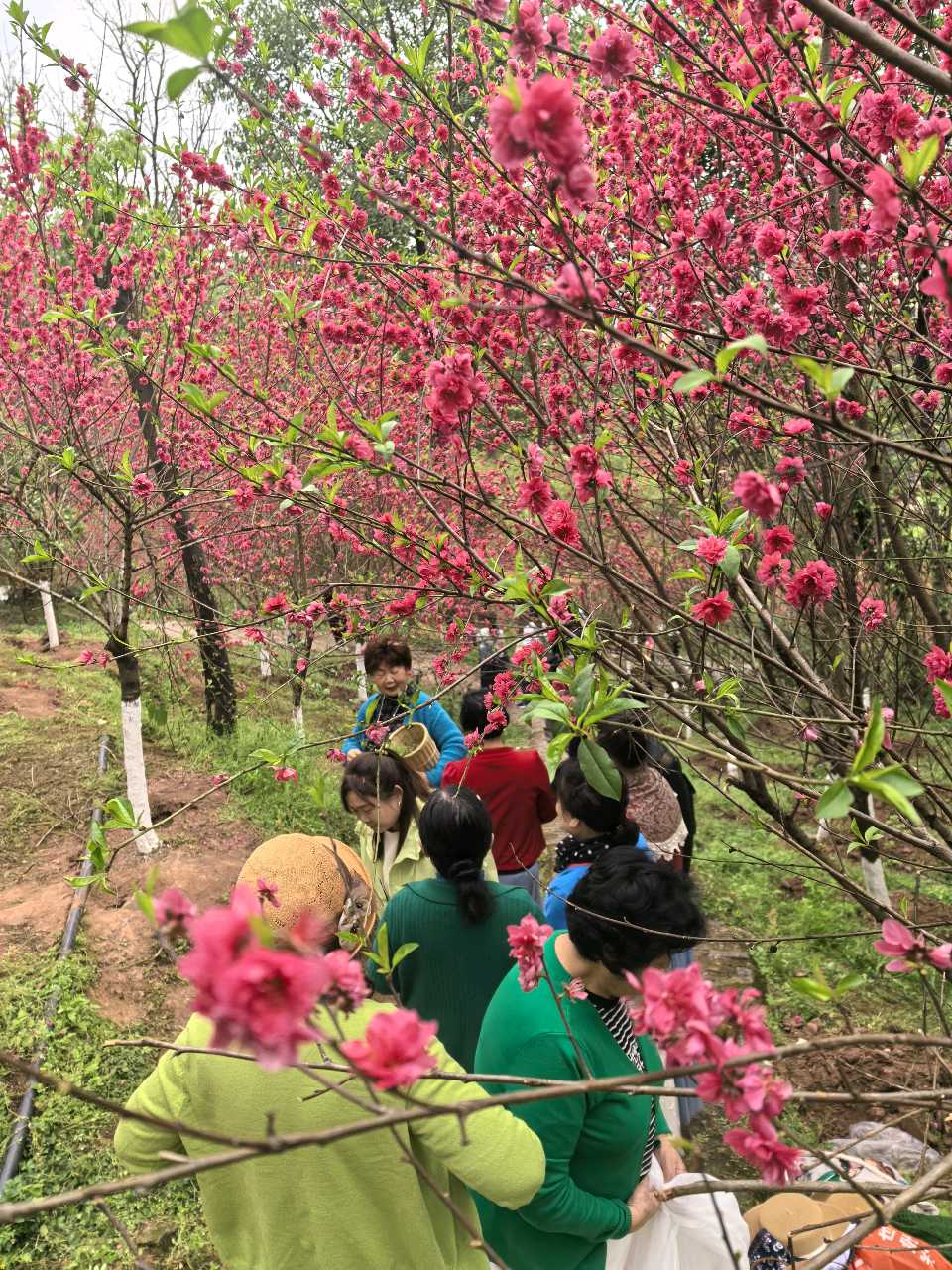 「散文」彭家堡，桃花盛开满山坳（图12）