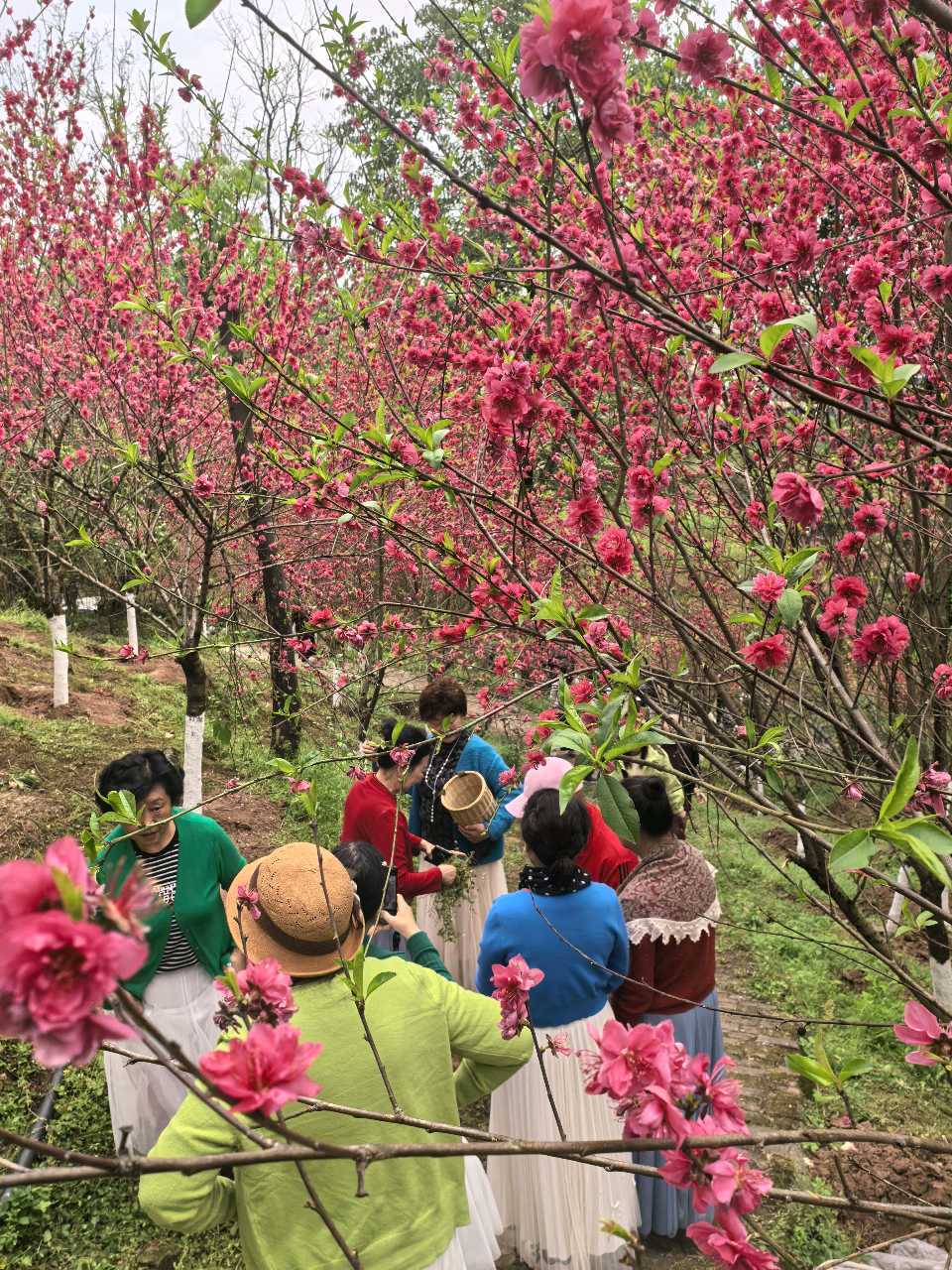 「散文」彭家堡，桃花盛开满山坳（图7）