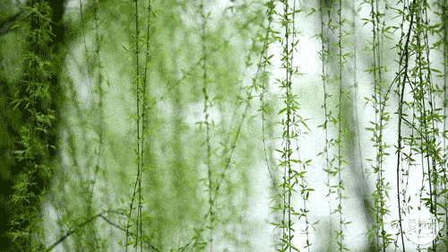 诗意传情诗社【赏春】文‖姚京平 诵‖轧希昭（1882）（图4）