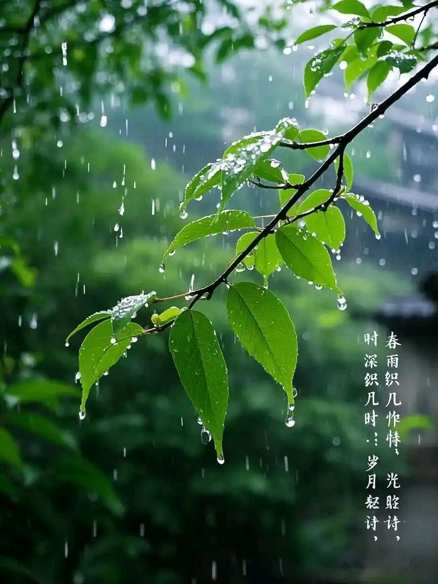 春雨（图3）