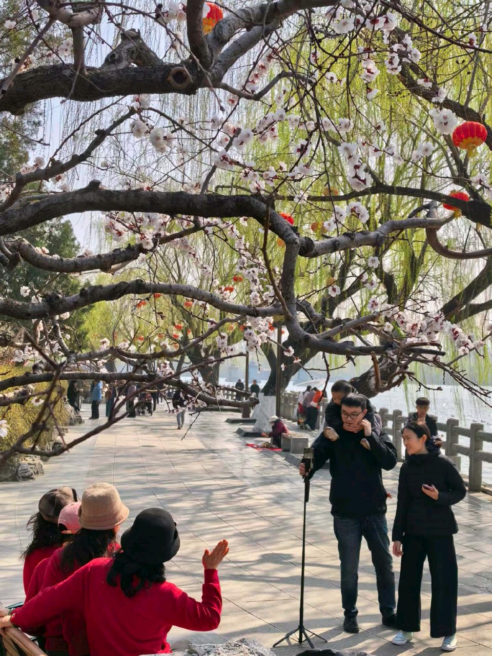 明湖春来早（图11）