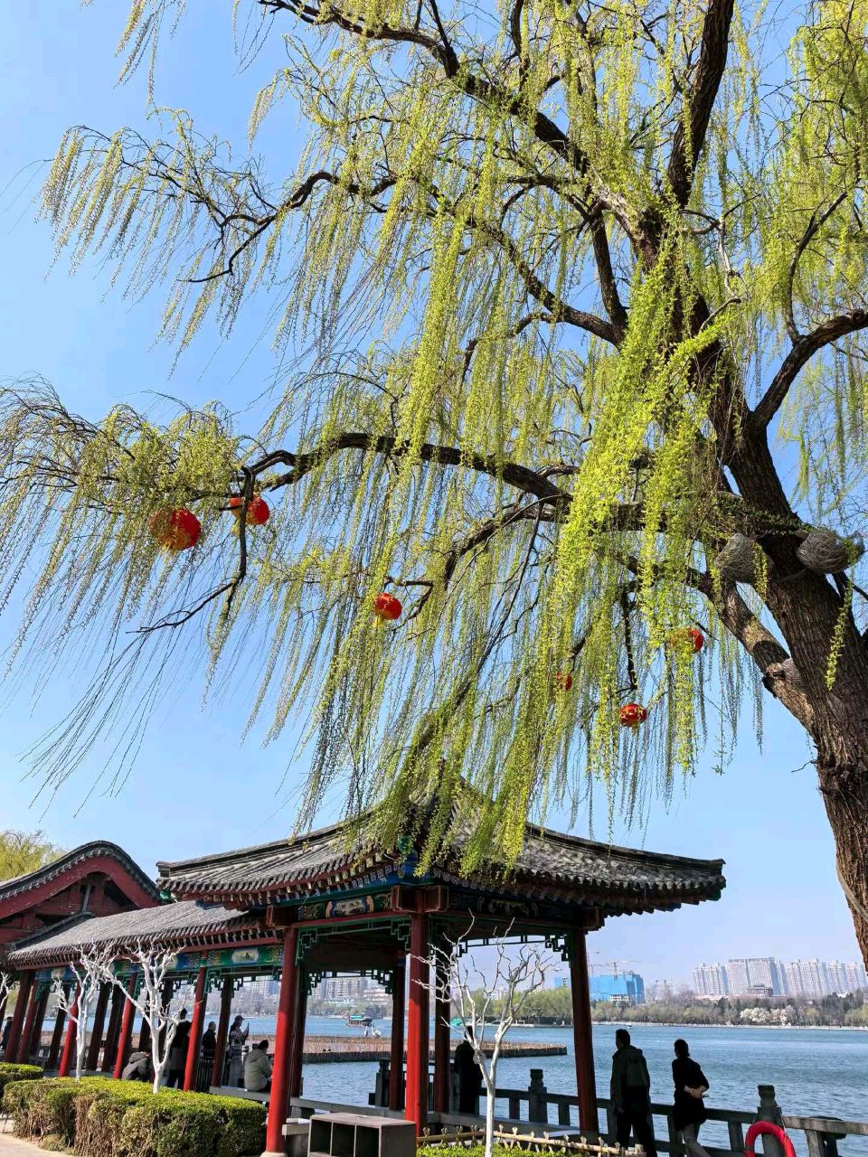 明湖春来早（图7）