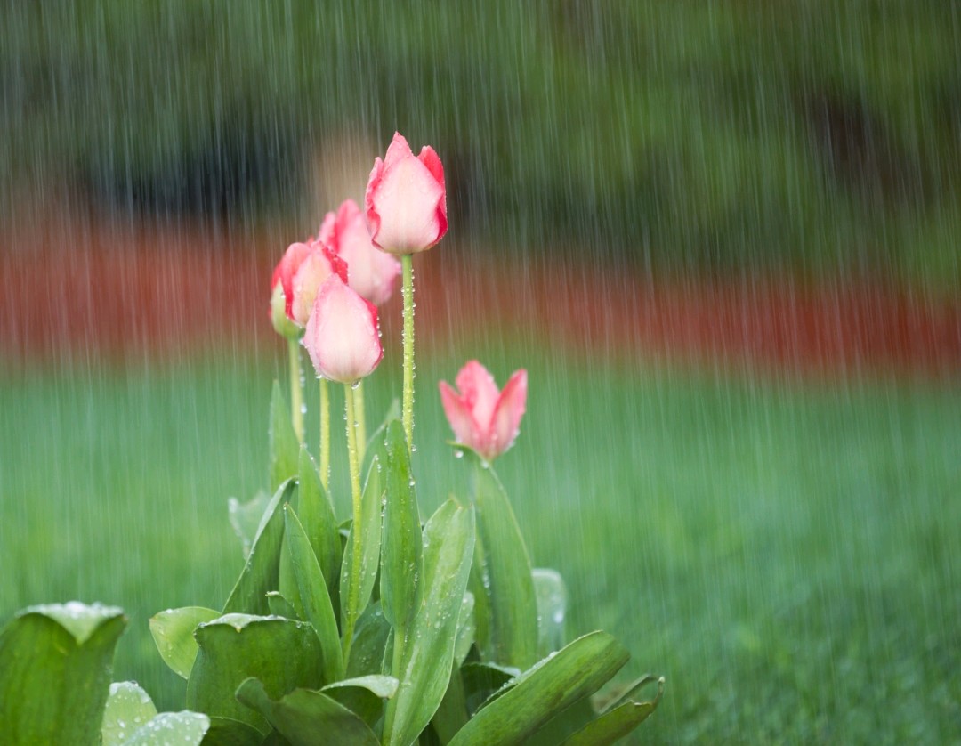 《春雨》袁增木（图3）