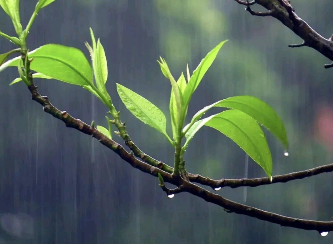 《春雨》袁增木（图4）