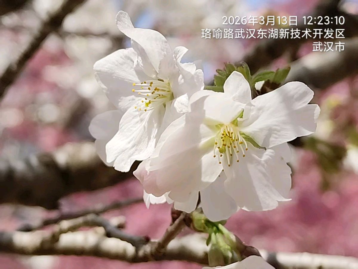 三元七绝~武汉游/詹成（图5）