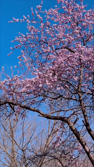 【旅游天地•西充3】张富贵：三八妇女节黄云川战友携川军南充团队邀约共进午餐同游西充县古楼镇观赏油菜花和桃花节感怀*北京头条•西安头条•都市头条发布！（图8）