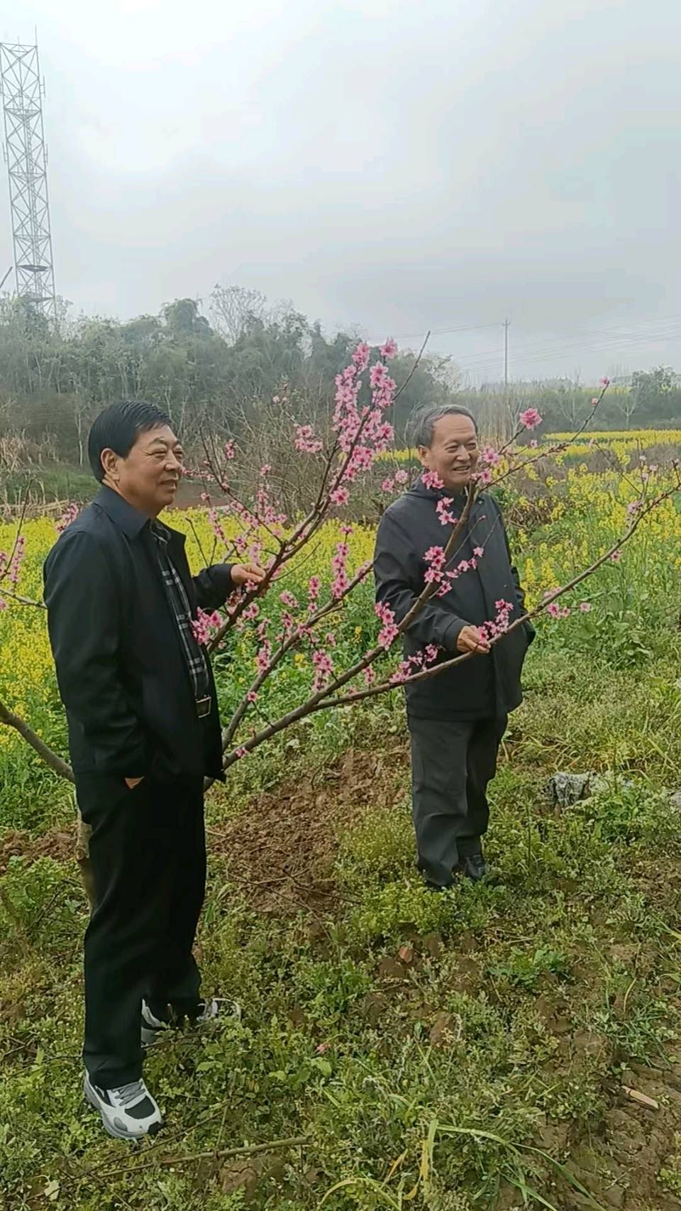 【旅游天地•西充3】张富贵：三八妇女节黄云川战友携川军南充团队邀约共进午餐同游西充县古楼镇观赏油菜花和桃花节感怀*北京头条•西安头条•都市头条发布！（图10）