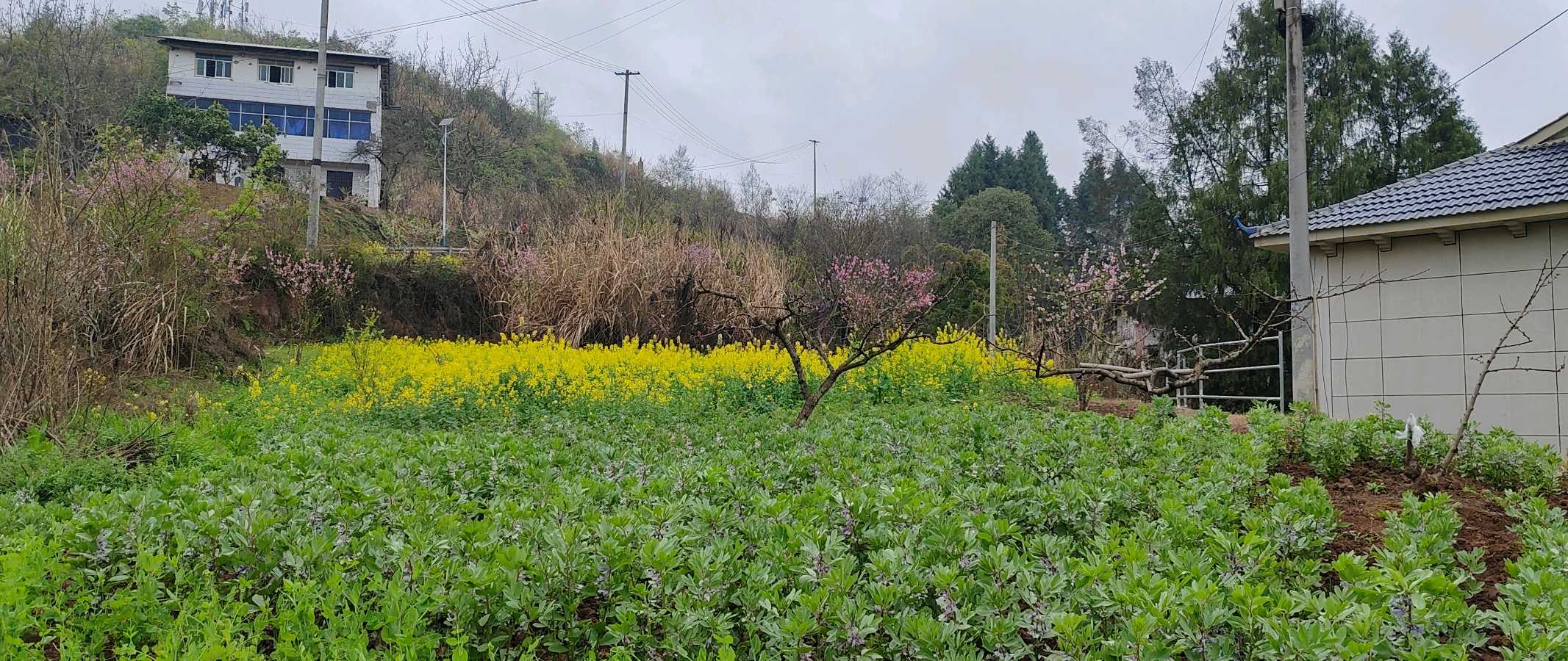 【旅游天地•西充3】张富贵：三八妇女节黄云川战友携川军南充团队邀约共进午餐同游西充县古楼镇观赏油菜花和桃花节感怀*北京头条•西安头条•都市头条发布！（图55）