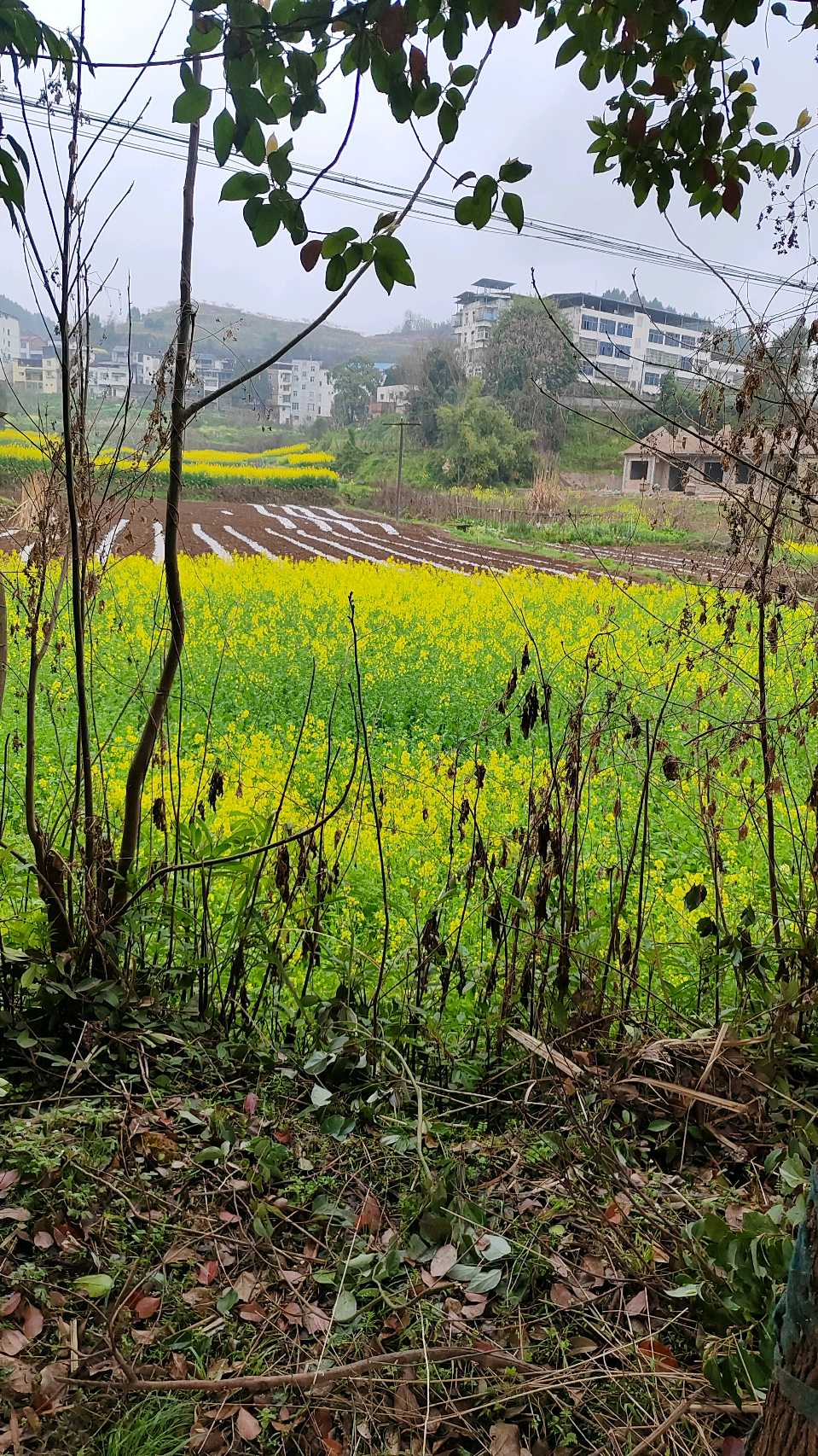【旅游天地•西充3】张富贵：三八妇女节黄云川战友携川军南充团队邀约共进午餐同游西充县古楼镇观赏油菜花和桃花节感怀*北京头条•西安头条•都市头条发布！（图60）