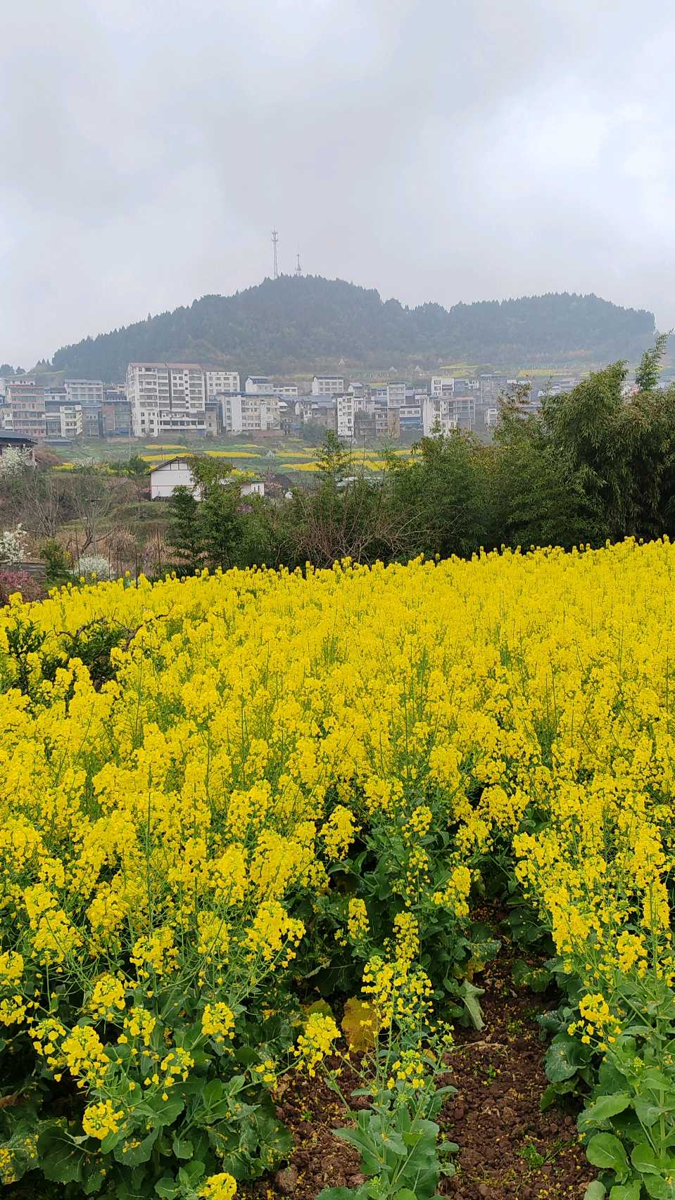 【旅游天地•西充3】张富贵：三八妇女节黄云川战友携川军南充团队邀约共进午餐同游西充县古楼镇观赏油菜花和桃花节感怀*北京头条•西安头条•都市头条发布！（图52）