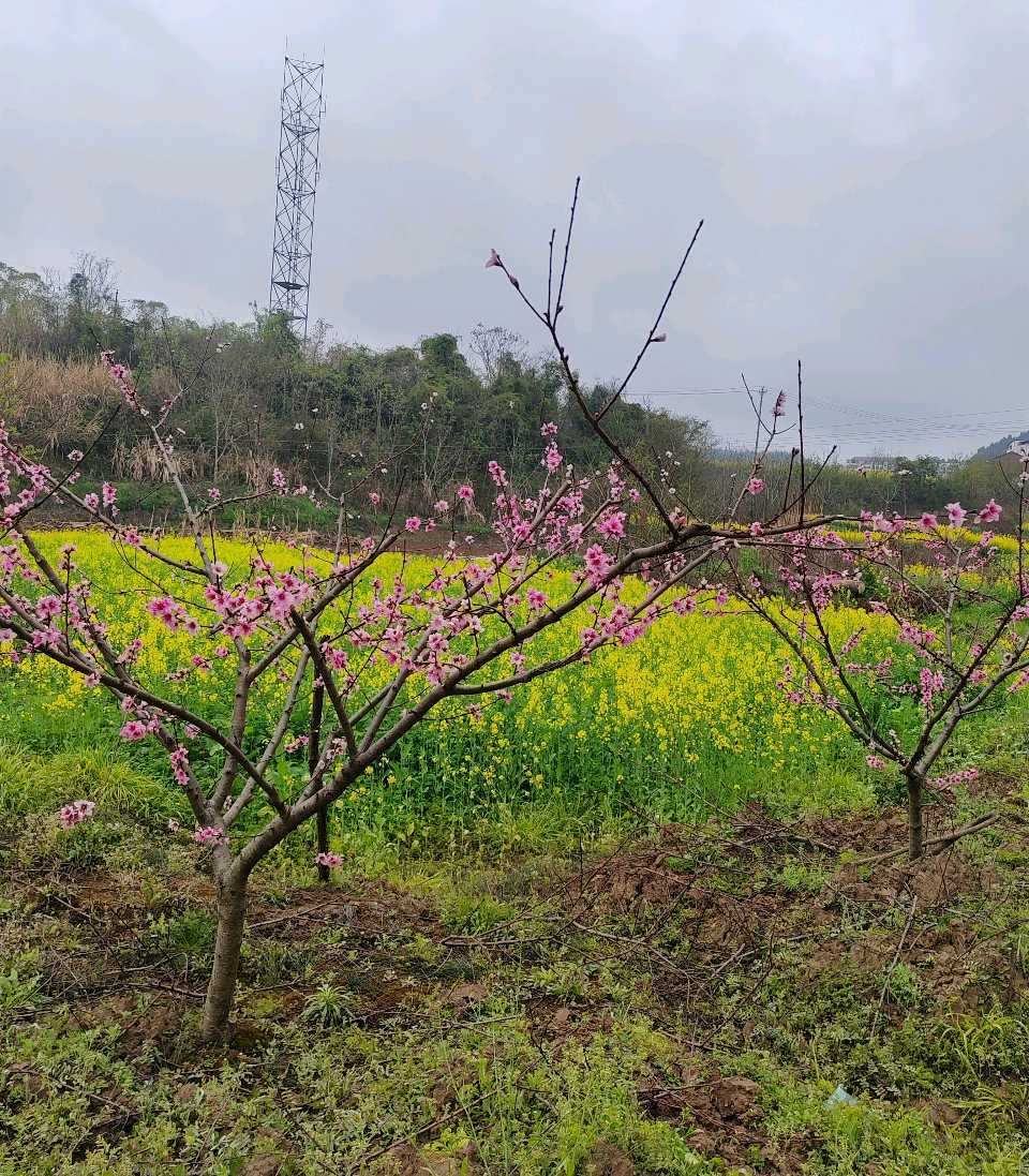 【旅游天地•西充3】张富贵：三八妇女节黄云川战友携川军南充团队邀约共进午餐同游西充县古楼镇观赏油菜花和桃花节感怀*北京头条•西安头条•都市头条发布！（图64）