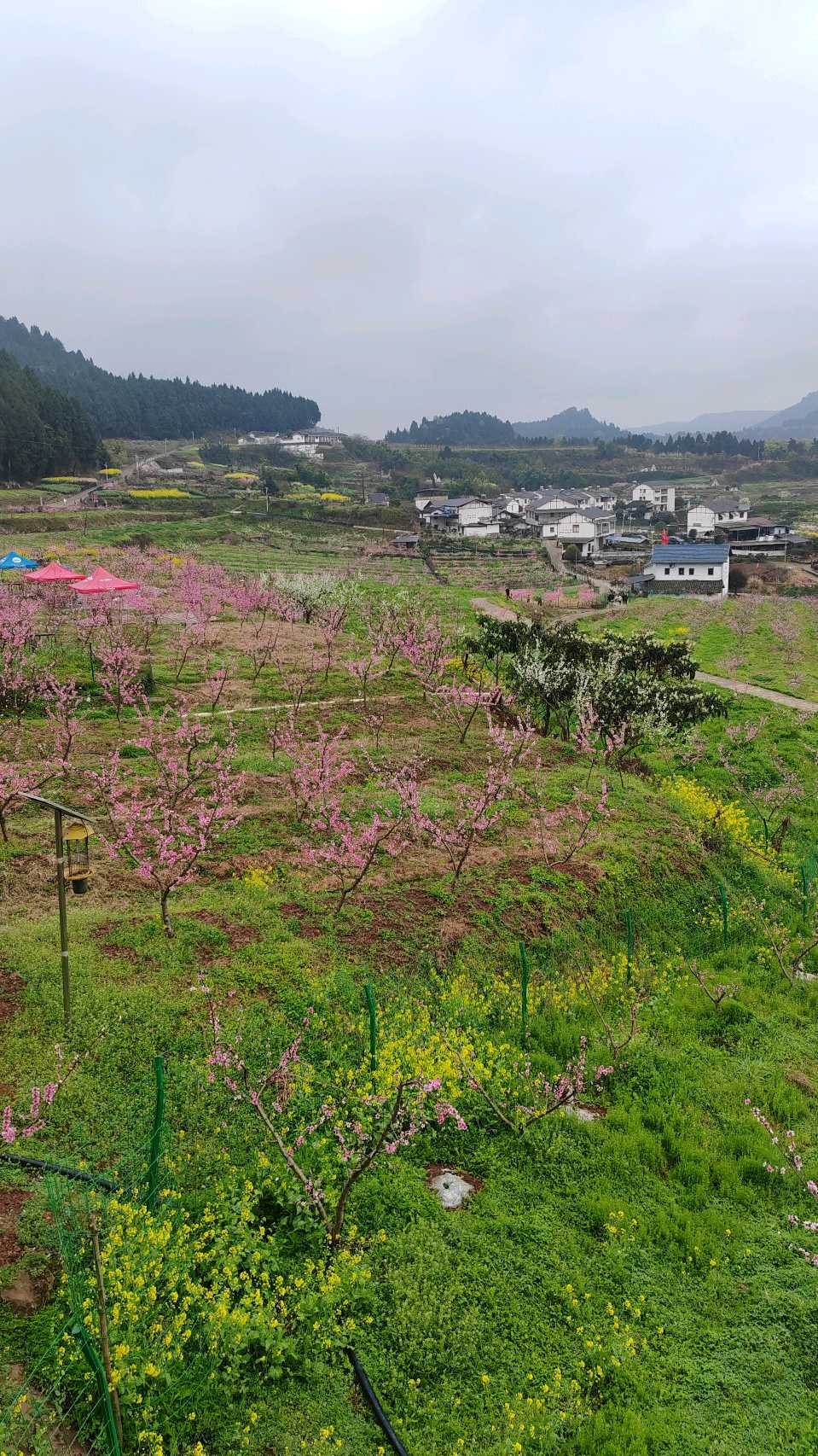 【旅游天地•西充3】张富贵：三八妇女节黄云川战友携川军南充团队邀约共进午餐同游西充县古楼镇观赏油菜花和桃花节感怀*北京头条•西安头条•都市头条发布！（图36）