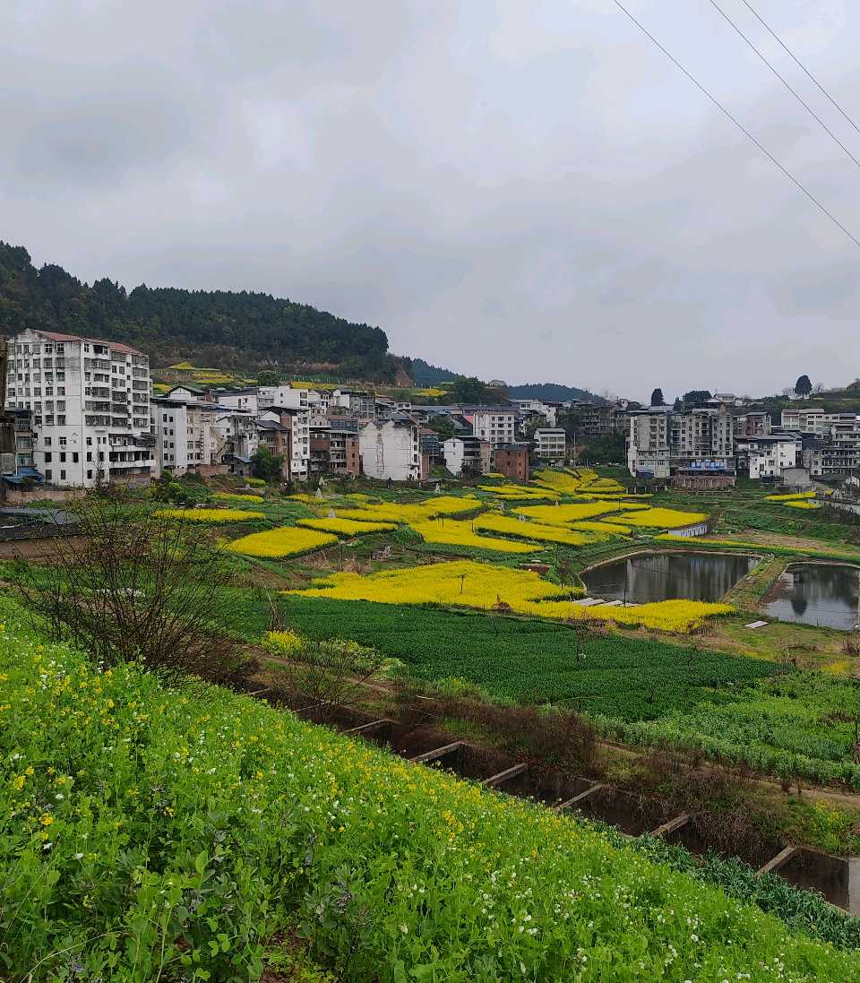 【旅游天地•西充3】张富贵：三八妇女节黄云川战友携川军南充团队邀约共进午餐同游西充县古楼镇观赏油菜花和桃花节感怀*北京头条•西安头条•都市头条发布！（图29）