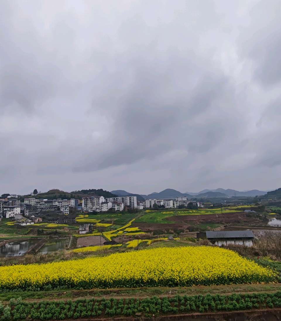 【旅游天地•西充3】张富贵：三八妇女节黄云川战友携川军南充团队邀约共进午餐同游西充县古楼镇观赏油菜花和桃花节感怀*北京头条•西安头条•都市头条发布！（图32）