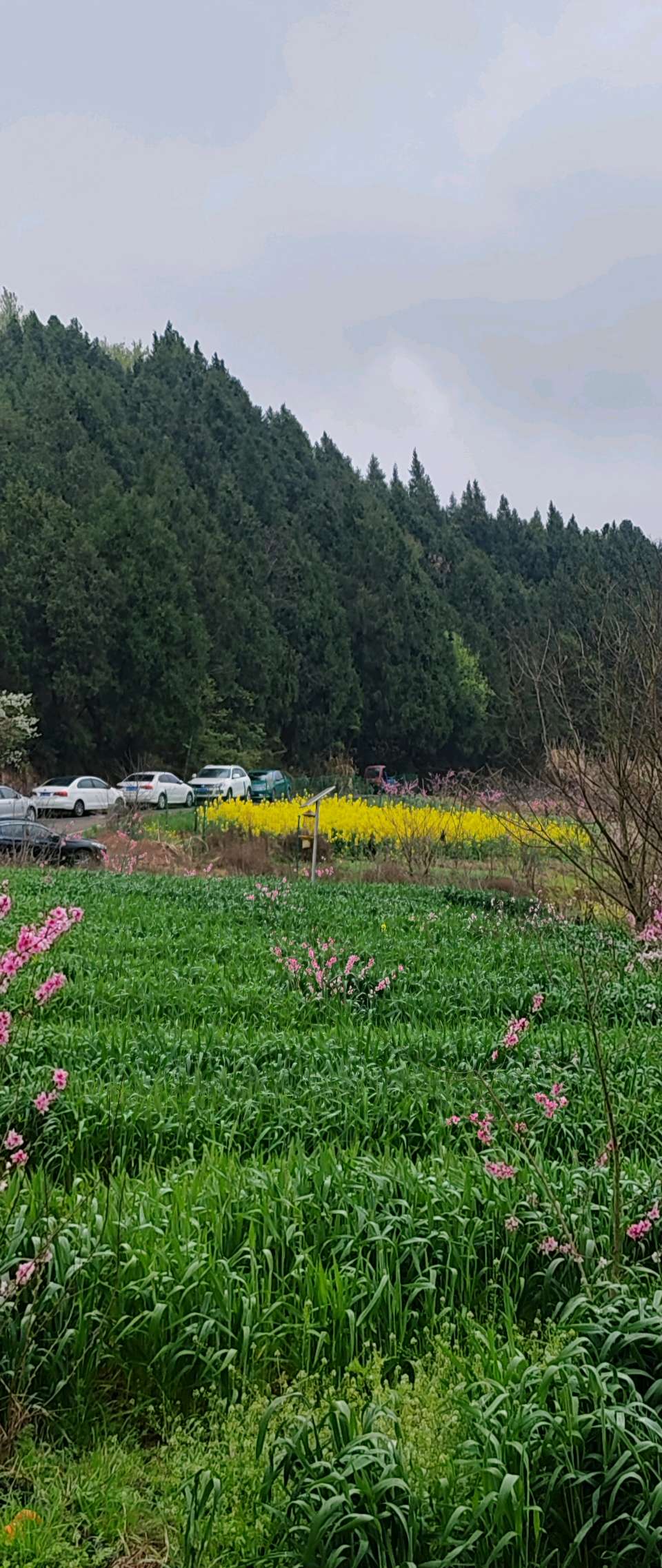 【旅游天地•西充3】张富贵：三八妇女节黄云川战友携川军南充团队邀约共进午餐同游西充县古楼镇观赏油菜花和桃花节感怀*北京头条•西安头条•都市头条发布！（图38）