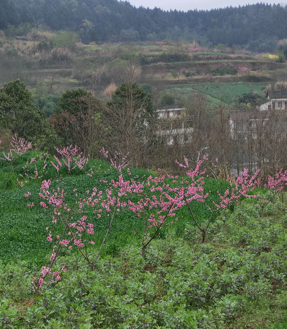 【旅游天地•西充3】张富贵：三八妇女节黄云川战友携川军南充团队邀约共进午餐同游西充县古楼镇观赏油菜花和桃花节感怀*北京头条•西安头条•都市头条发布！（图41）