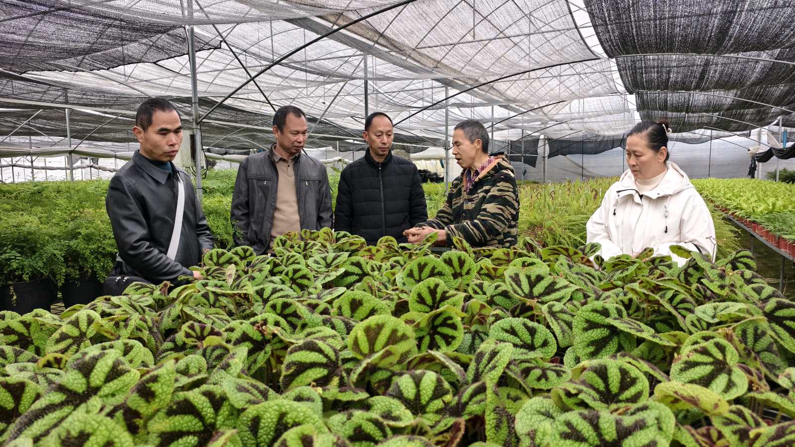 走访苗场纾困助农 真情服务了解民忧