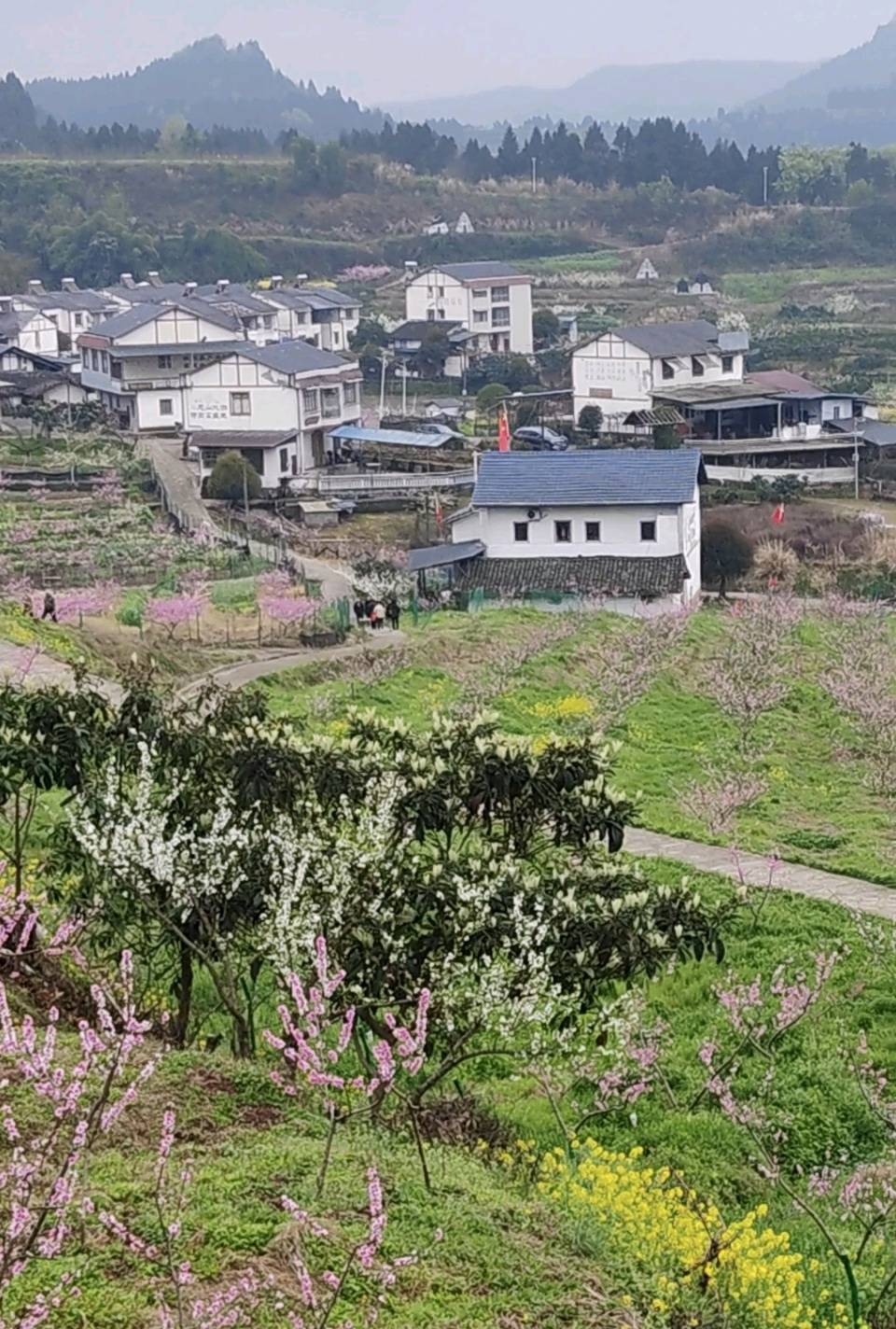 【旅游天地•西充3】张富贵：三八妇女节黄云川战友携川军南充团队邀约共进午餐同游西充县古楼镇观赏油菜花和桃花节感怀*北京头条•西安头条•都市头条发布！（图12）