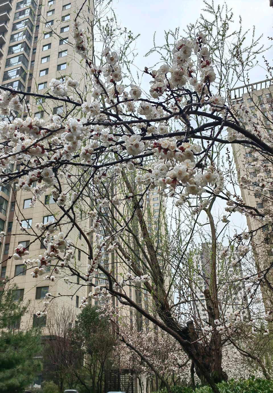 家园杏花雨🌧️（图3）