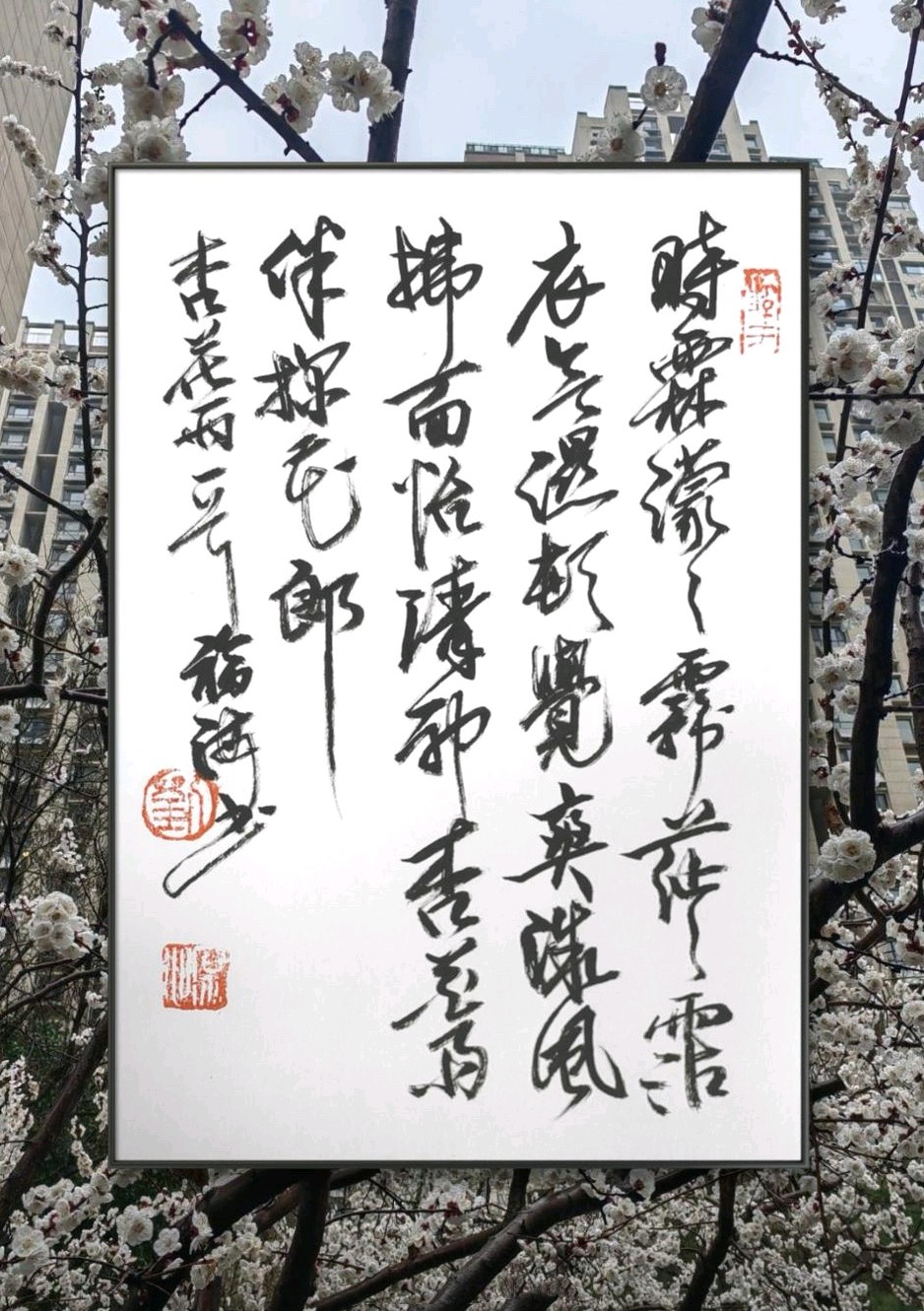 家园杏花雨🌧️