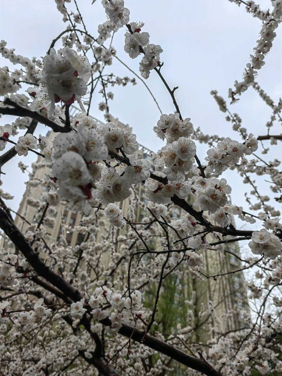 家园杏花雨🌧️（图6）