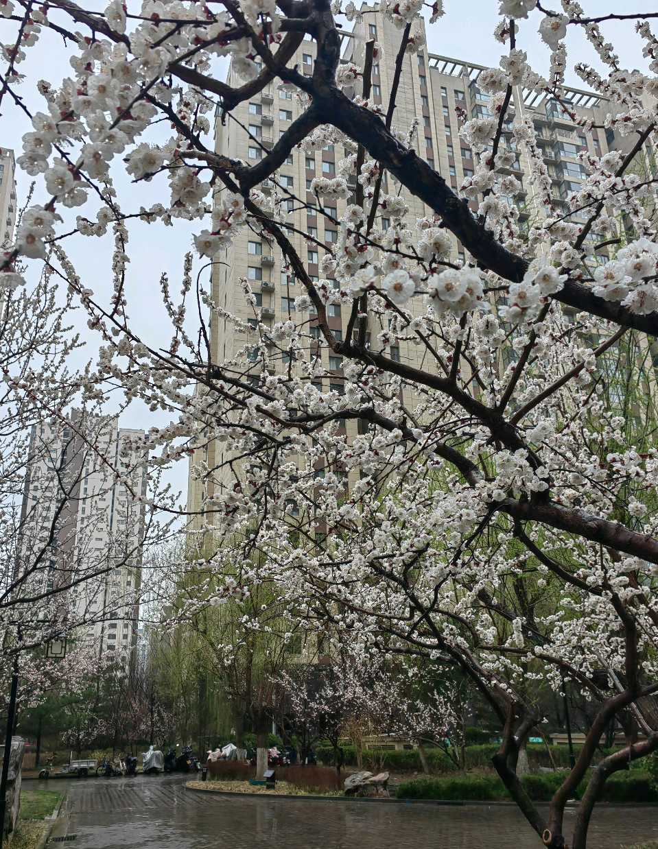 家园杏花雨🌧️（图5）