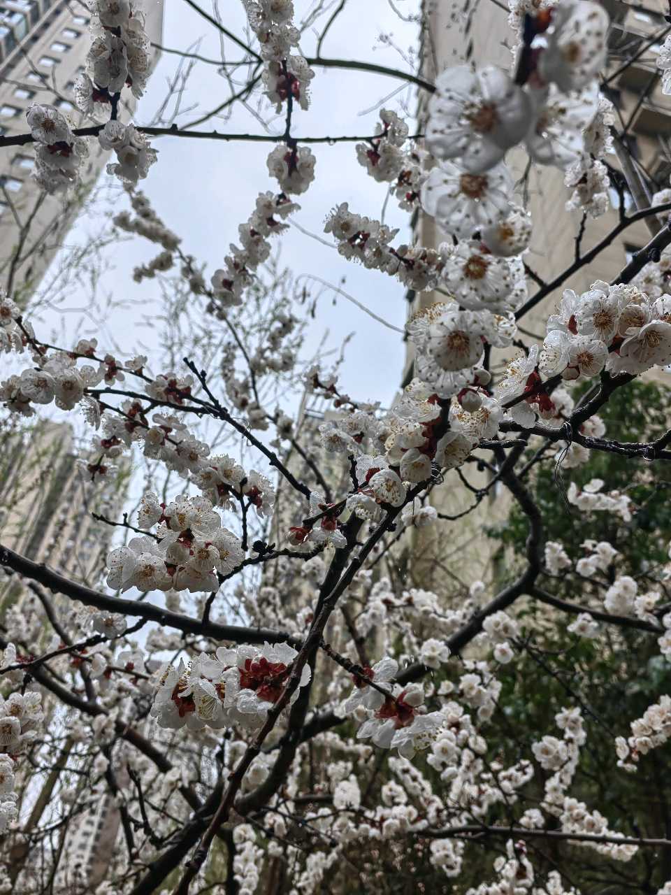 家园杏花雨🌧️（图4）