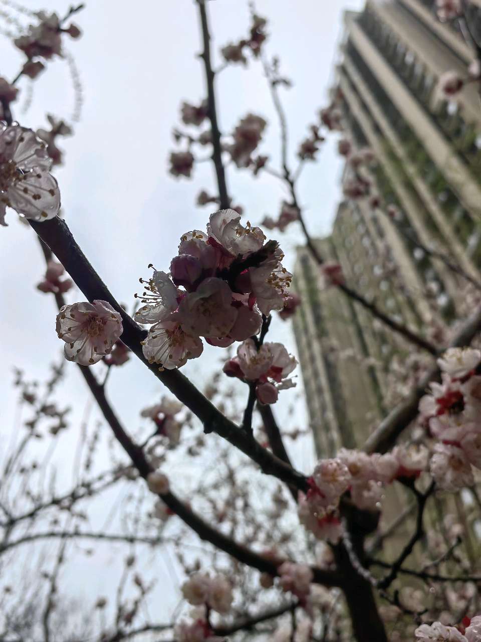 家园杏花雨🌧️（图7）