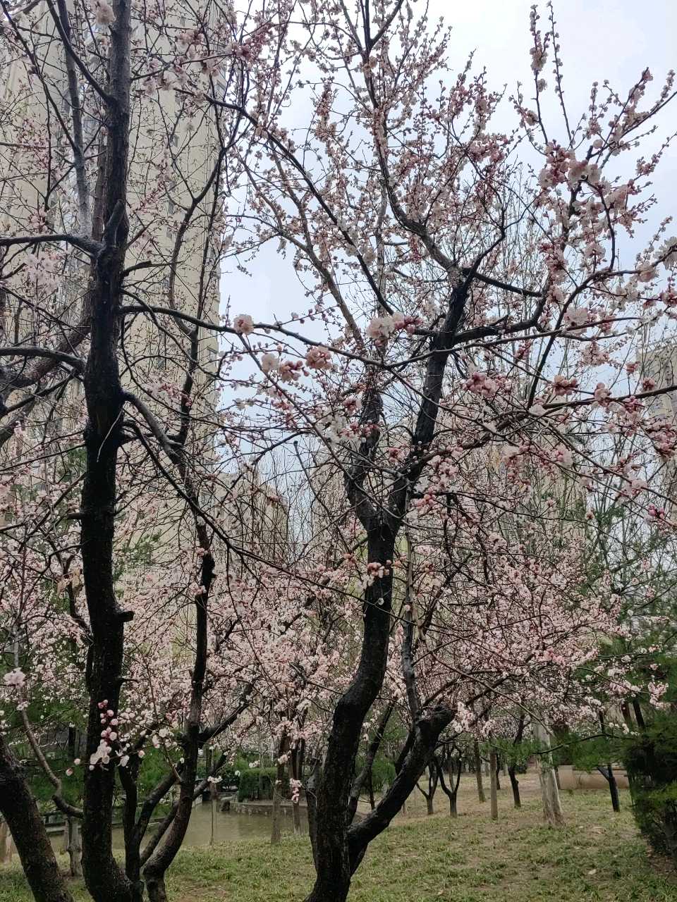 家园杏花雨🌧️（图2）