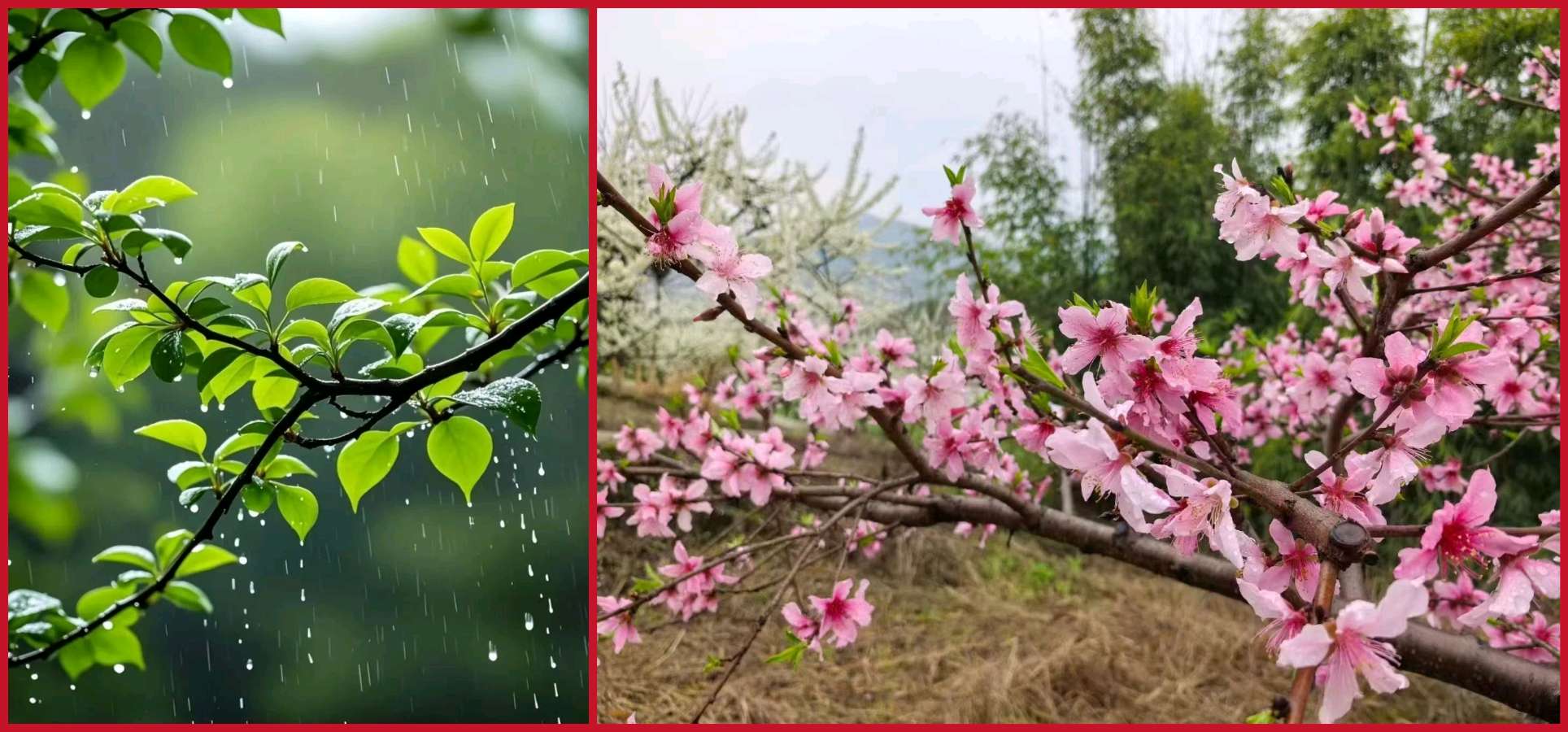 【重磅推出】鲁坡//[纪念3•18对越作战四十一周年]七律•认知通透说+七律•早春迎喜雨“系列作品展”（图7）