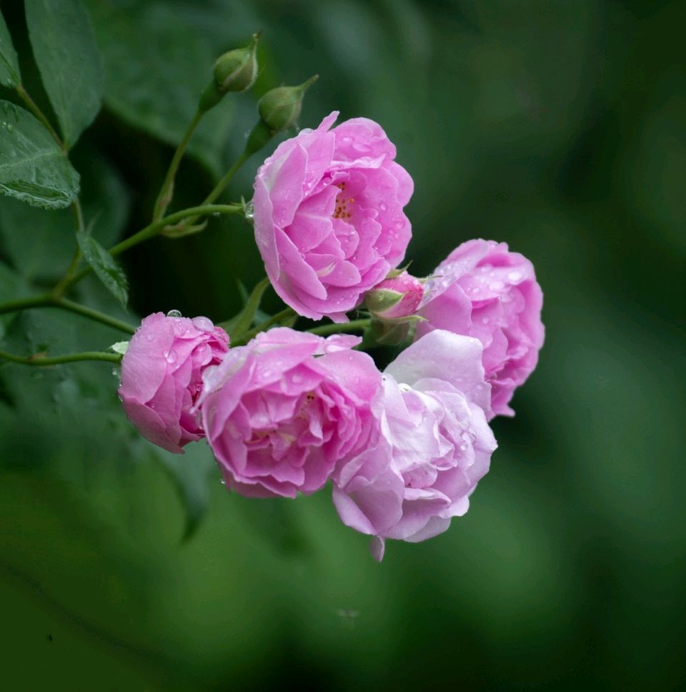 《蔷薇花》作者/童华 主编/胡琴（图4）