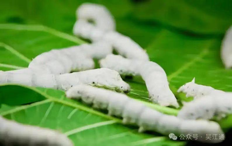 丙午春江冲诗词三首（图2）