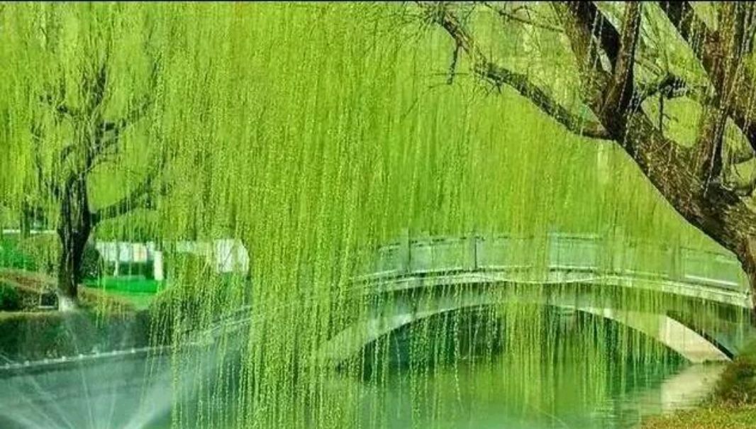 北京悦读诗苑朗诵艺术团诗人任学路专刊 朗诵者王丽娜（图8）