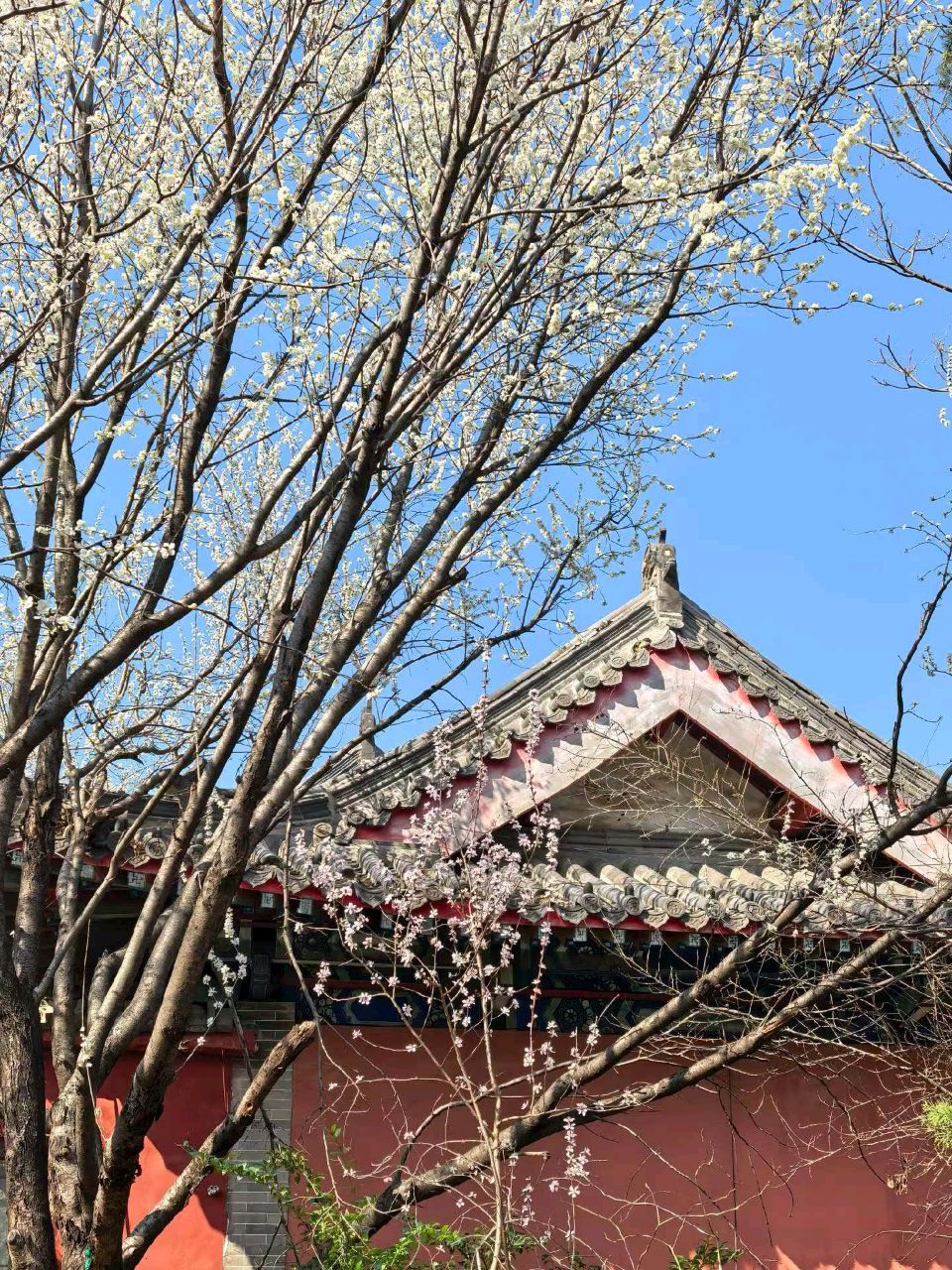 桃花烂漫时🌸（图9）